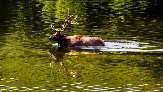 Portrait of a large elk stag wades in a lake at Lone Elk park near St. Louis, MO