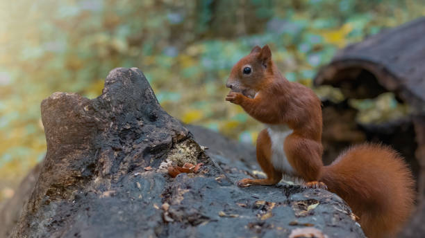 divertente animale fauna selvatica sfondo banner panorama - simpatico scoiattolo rosso ( sciurus vulgaris ) nella foresta in piedi su un tronco d'albero e mangiando una nocciola - squirrel red squirrel black forest forest foto e immagini stock