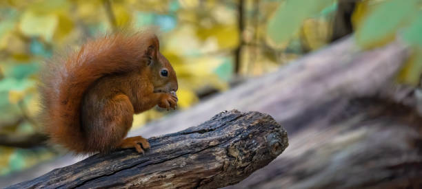 divertente animale fauna selvatica sfondo banner panorama - simpatico scoiattolo rosso ( sciurus vulgaris ) nella foresta in piedi su un tronco d'albero e mangiando una nocciola - squirrel red squirrel black forest forest foto e immagini stock