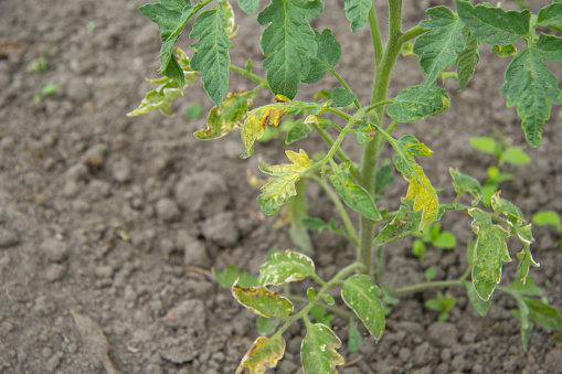 Tomato diseases: late blight. The leaves of the plant are affected by late blight. The photo shows part of the palm of a woman holding the affected leaf