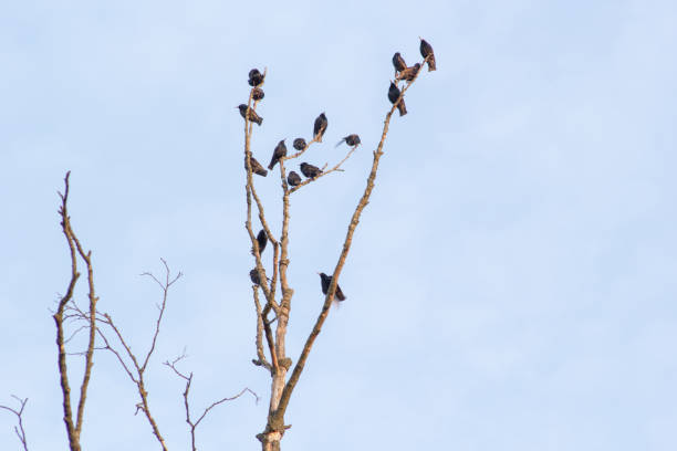 istock many bird starlings sit on tree branches in the spring 1429396171