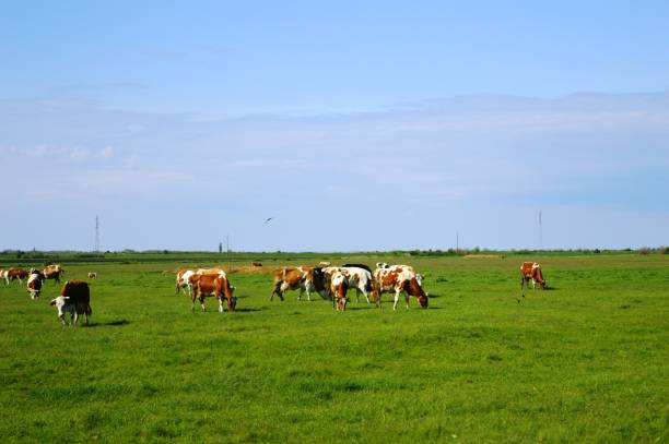 istock a herd of colorful cows graze on a meadow 1429396657