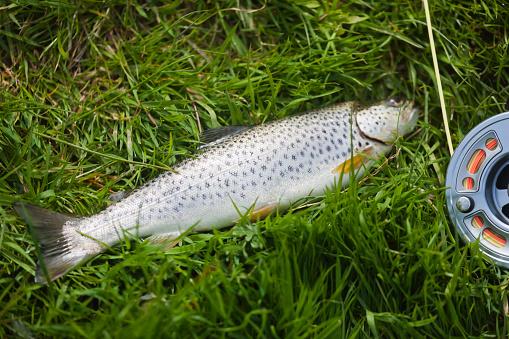 A freshly caught Sea Trout from the River Tweed, Scotland on a fly rod