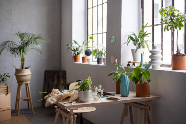 istock Growing plants at home 1429398051