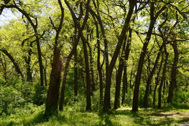 istock green forest with crooked trees 1429398167