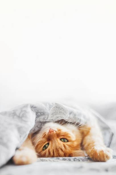 Cute ginger cat sleeps in bed under blanket. Fluffy pet has a nap in bedroom. Vertical banner with copy space. stock photo