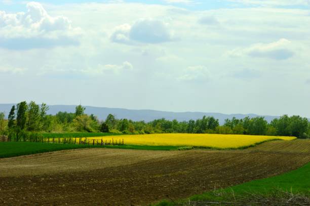 istock a landscape of cultivated fields 1429398731