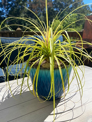 A ponytail palm plant outdoors in a blue pot