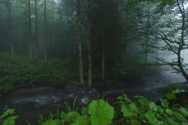 relaxing lake, mountain and fog views from nature