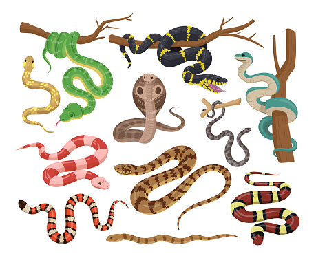 Cartoon snakes, wildlife reptiles, exotic poisoned animals. Tropical forest or zoo serpents, python, black mamba and cobra flat vector illustration collection. Cold-blooded animals set