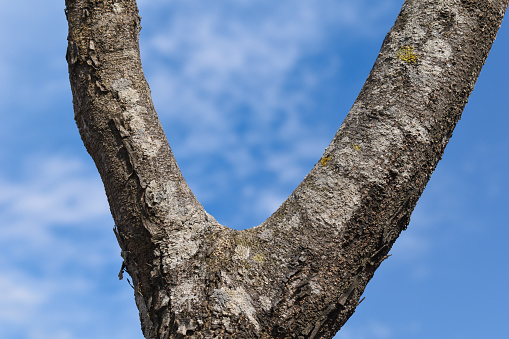 Tree stem closeup splitting in v shape and blue sky in background.
