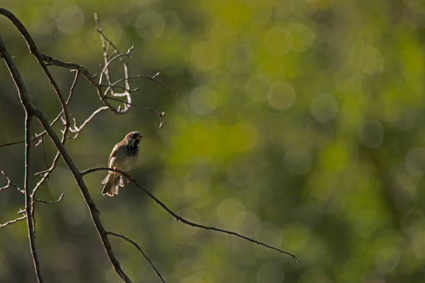 istock Male house sparrow on branch with copy space 1429405829