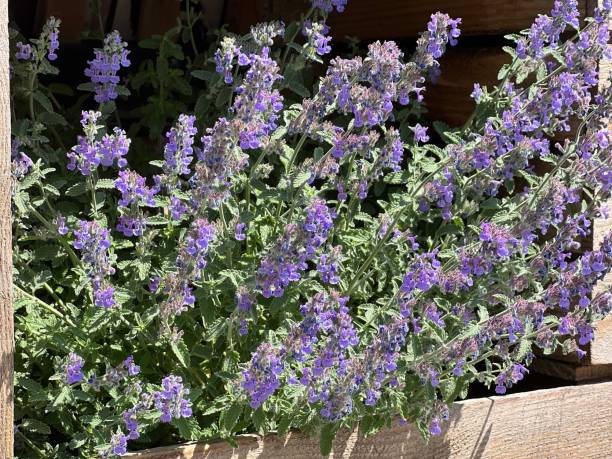 Flowering plant Nepeta faassenii also known as catmint and Faassen's catnip in garden. Flowering plant Nepeta faassenii also known as catmint and Faassen's catnip in garden. nepeta faassenii stock pictures, royalty-free photos & images