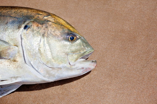 A predatory Longfin Crevalle Jack (Caranx fischeri) that has just been caught from the beach in the tropical waters of the Atlantic Ocean in Gambia on the West Africa Coast. Good copy space.