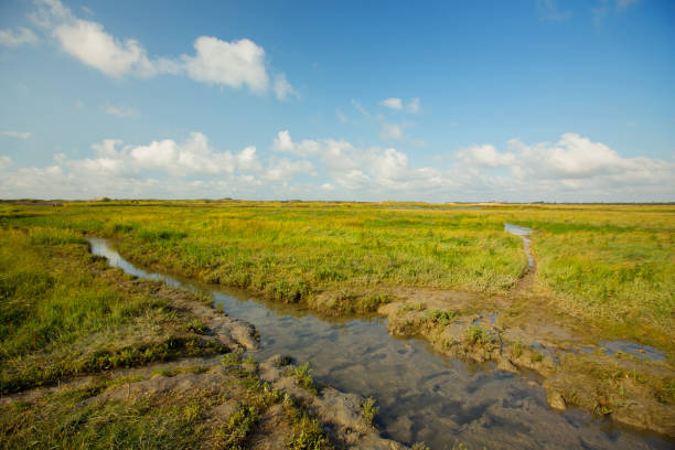 istock View at Het Zwin wildlife reservation , Belgium 1429412027