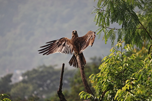 An Indian Black Kite spreading its wings to dry the wet feathers after the summer rain, perched on a dry tree branch among green trees around. It is also called Milvus Migrans, very common in India