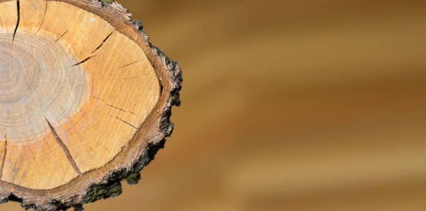 istock Cross section of the tree close-up. 1429416767