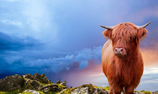 Portrait of a Scottish Highland cow over a burning sky stock photo