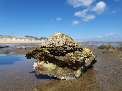 Shell on wadden sea in North sea, Sylt