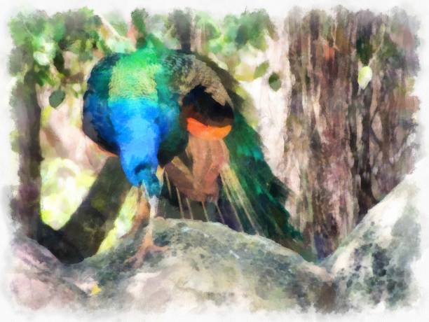 istock blue-green peacock watercolor style illustration impressionist painting. 1429418432