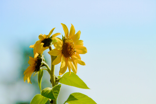 Close-up of perfect sunflowers with blue sky background