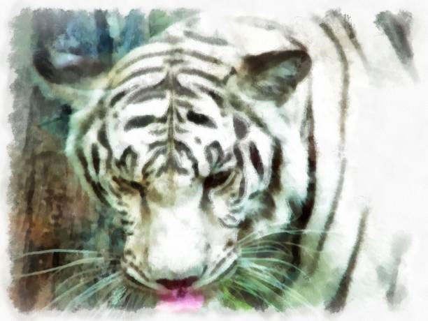 istock white tiger watercolor style illustration impressionist painting. 1429419738