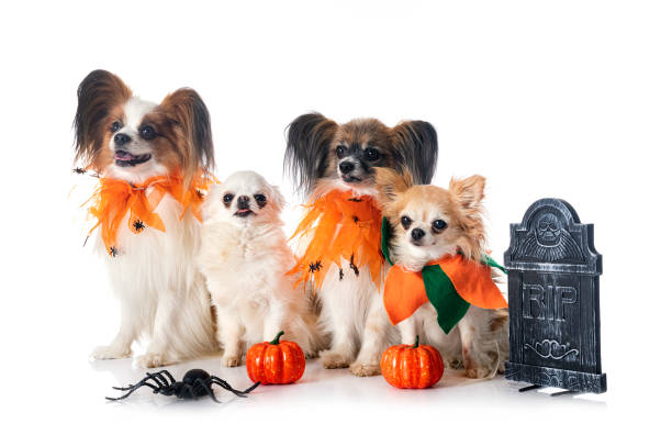 istock papillon dogs, chihuahuas and halloween 1429419997