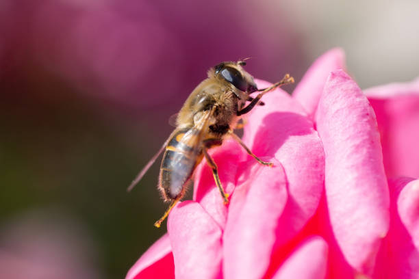 The common drone fly (Eristalis tenax) on flower