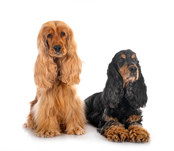 istock English Cockers Spaniels 1429420771