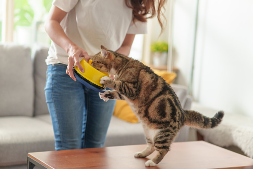 Unrecognize woman feeding her cat at home. Teenage girl holding bowl with feeding for her hungry cat. Tabby cat enjoy eating with it's owner.