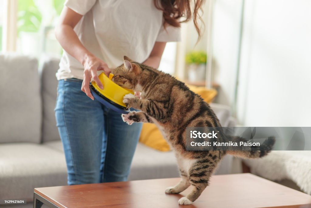 Unrecognize woman feeding her cat at home. Unrecognize woman feeding her cat at home. Teenage girl holding bowl with feeding for her hungry cat. Tabby cat enjoy eating with it's owner. Domestic Cat Stock Photo