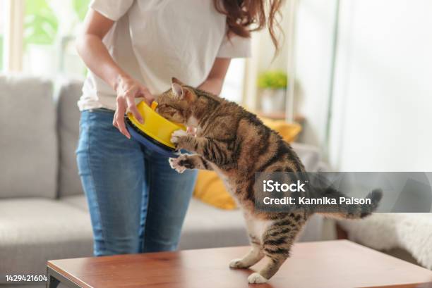 Unrecognize Woman Feeding Her Cat At Home Stock Photo - Download Image Now - Domestic Cat, Eating, Feeding