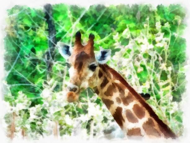 istock giraffe head watercolor style illustration impressionist painting. 1429421819