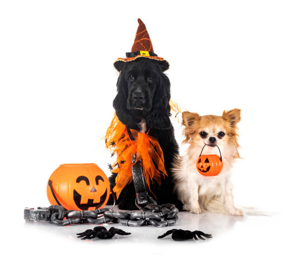 istock English Cocker Spaniel and chihuahua 1429421835