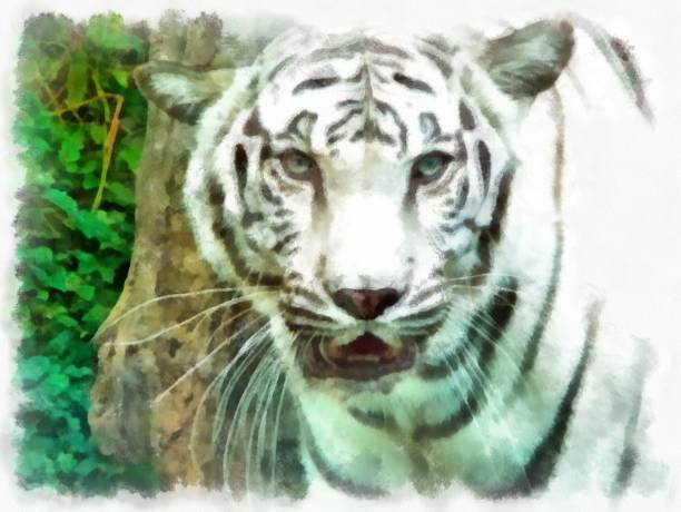istock white tiger watercolor style illustration impressionist painting. 1429422335