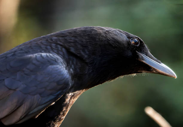 istock Big black bird comes visiting the garden 1429422449
