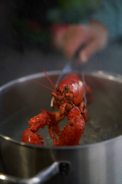 istock Cooking Fresh Lobster for Holidays 1429422701