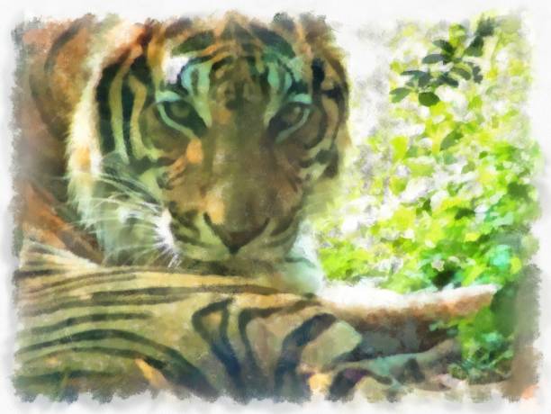 istock tiger lying on the ground watercolor style illustration impressionist painting. 1429424235