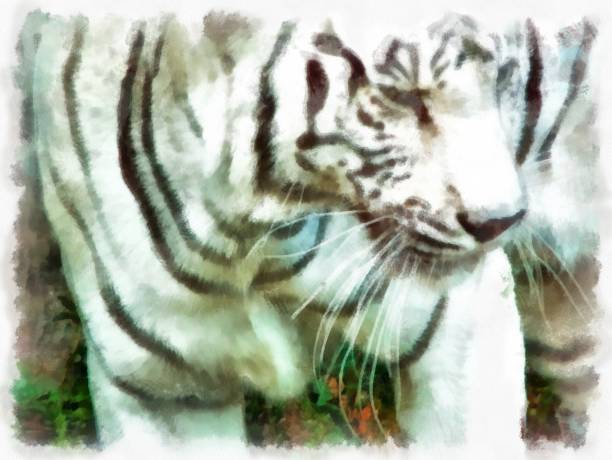 istock white tiger watercolor style illustration impressionist painting. 1429425722