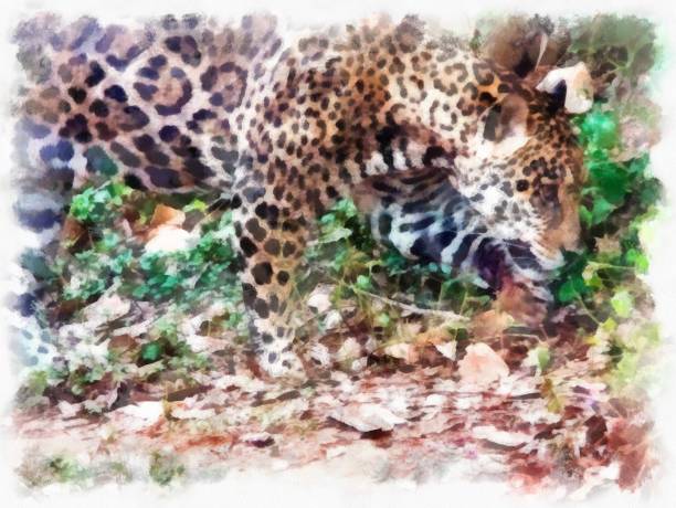 istock Leopard in various gestures watercolor style illustration impressionist painting. 1429426482