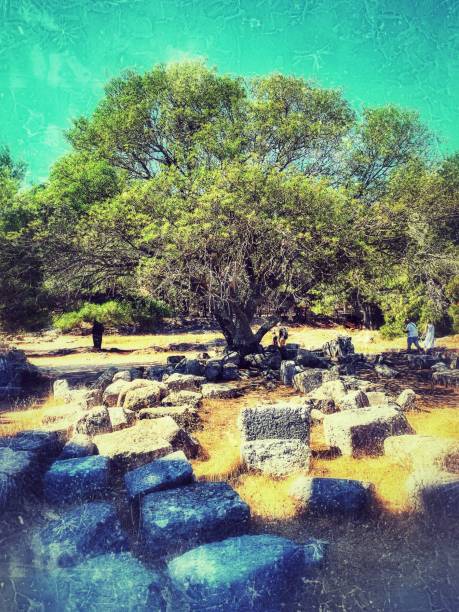 Tree Old temple kos greece