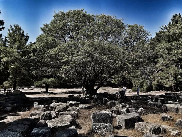 Tree Old temple kos greece