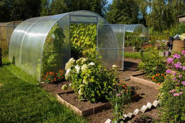 istock greenhouse in the garden 1429427032