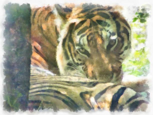 istock tiger lying on the ground watercolor style illustration impressionist painting. 1429427089
