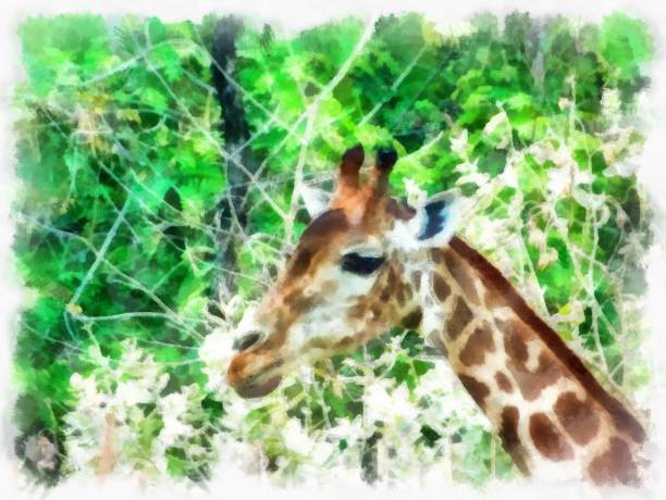 istock giraffe head watercolor style illustration impressionist painting. 1429427911