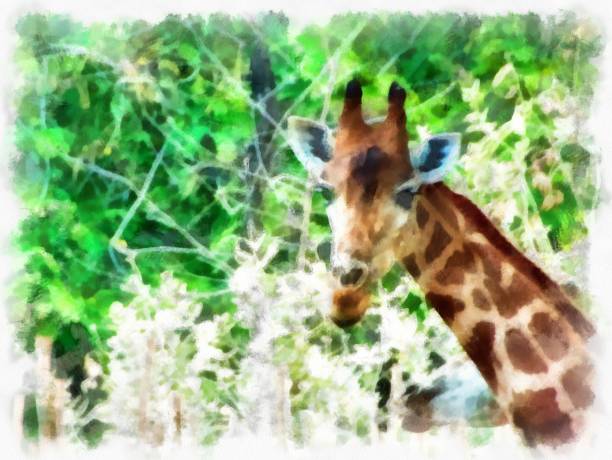 istock giraffe head watercolor style illustration impressionist painting. 1429428175