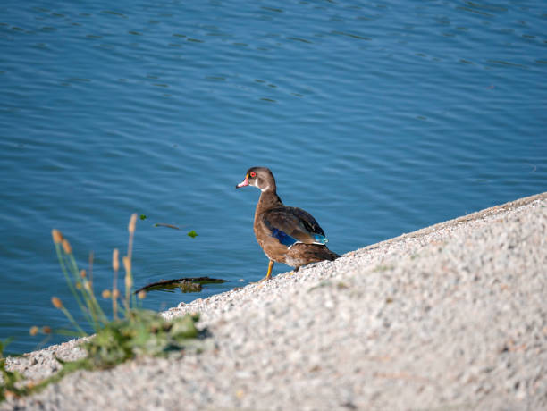 istock Duck with blue feathers near the lake 1429429251