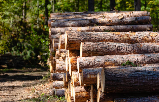 stack of pine tree trunks - logging road imagens e fotografias de stock