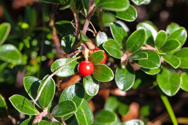 Bearberries on a bush, Arctostaphylos uva-ursi Red bearberries on a bush, Arctostaphylos uva-ursi bearberry stock pictures, royalty-free photos & images