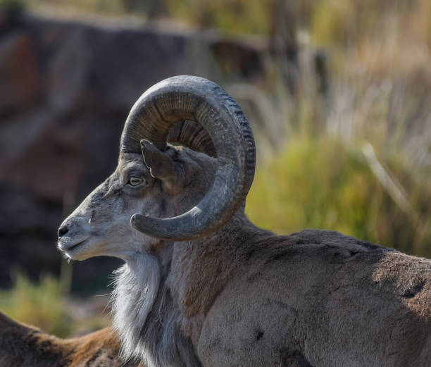 bighorn sheep or mountain sheep ram with big horns - north dakota imagens e fotografias de stock